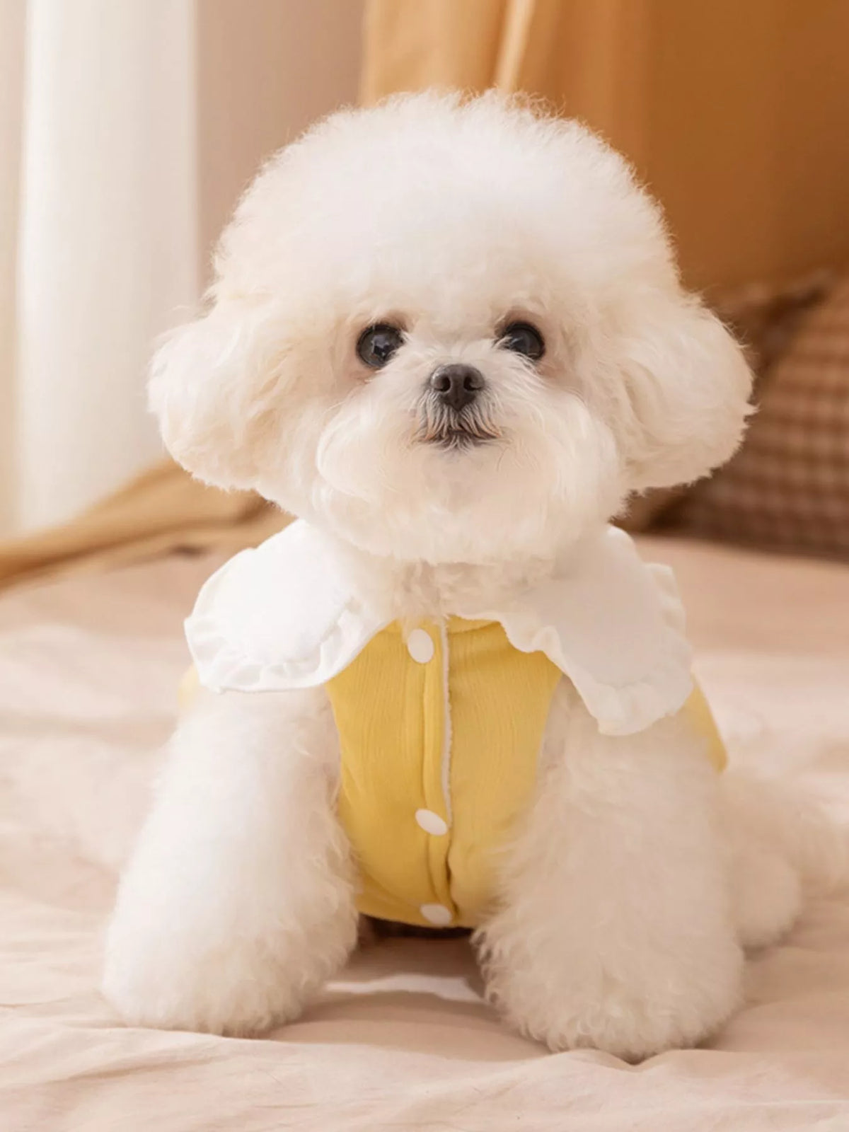 Button-Down Pet Jumpsuit with Ruffle Collar
