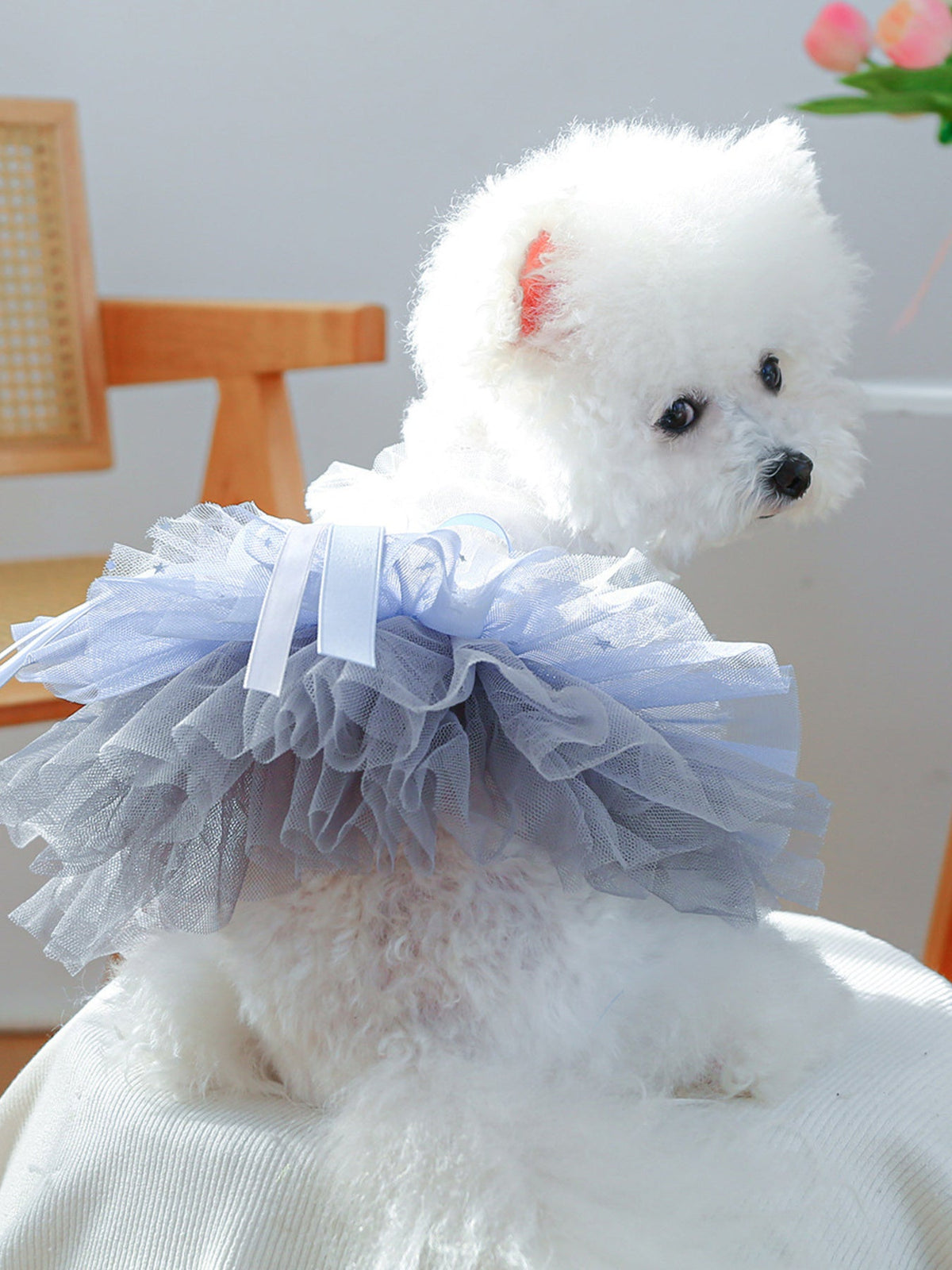 Lace Tutu Pet Dress