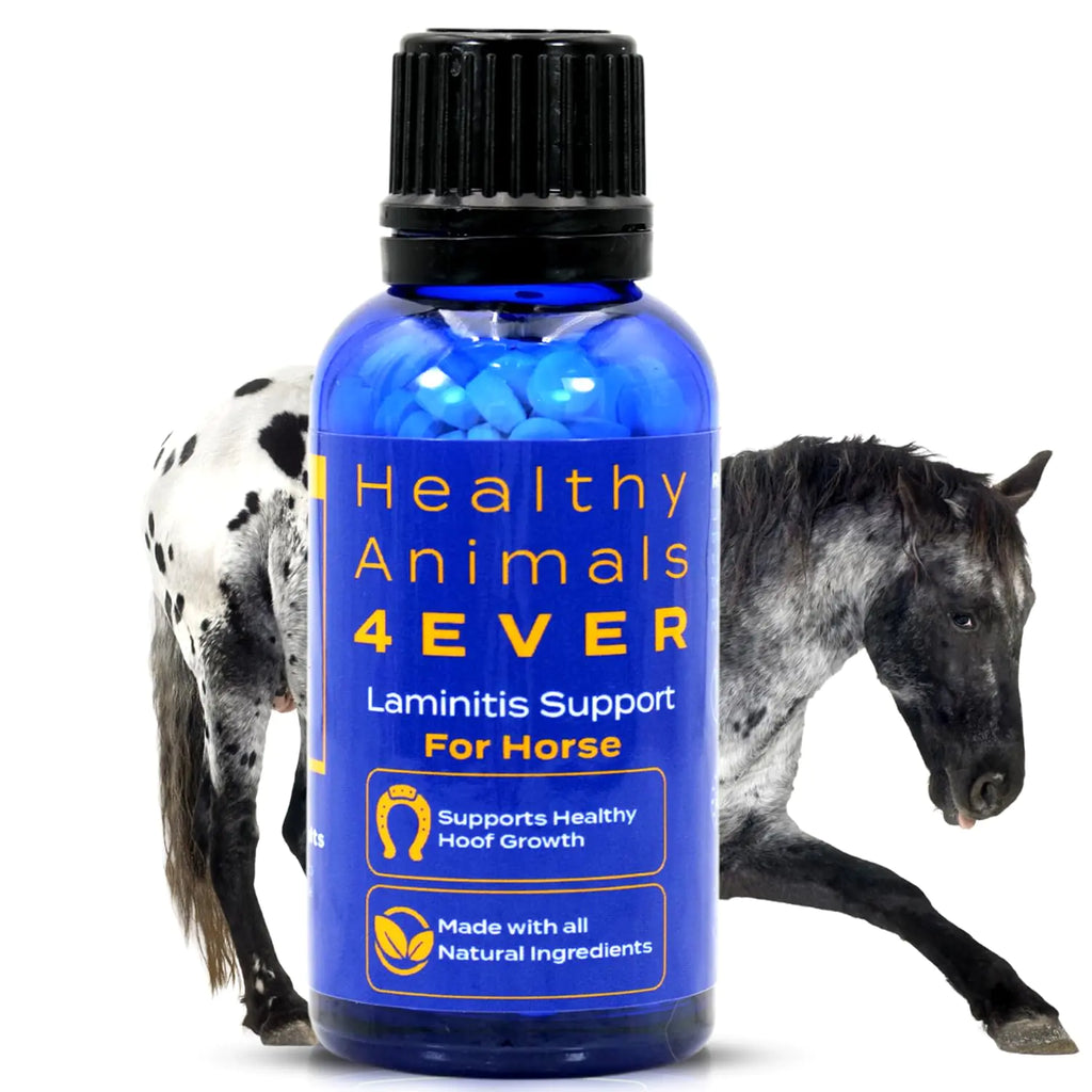 HealthyAnimals4Ever All-Natural Horse Laminitis Support - Horse Hoof Care Products for Damaged or Injured Hooves - Hoof Supplements for Horses - Homeopathic & Highly Effective - 300 Tablets
