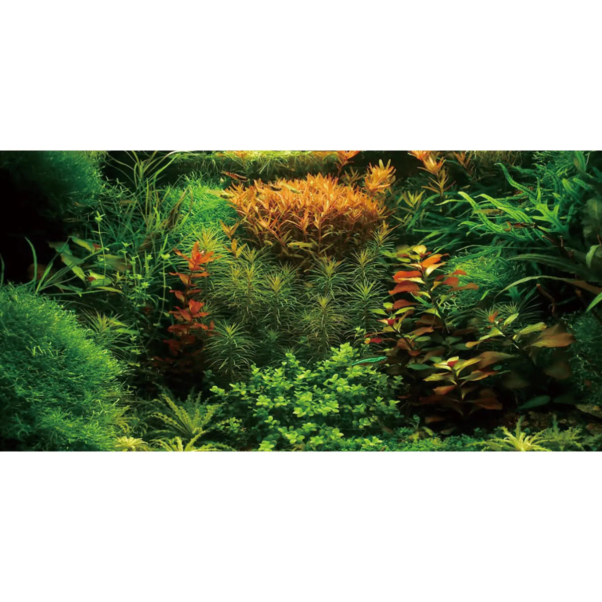 AWERT 36x20 Seagrass & River Aquarium Backdrop