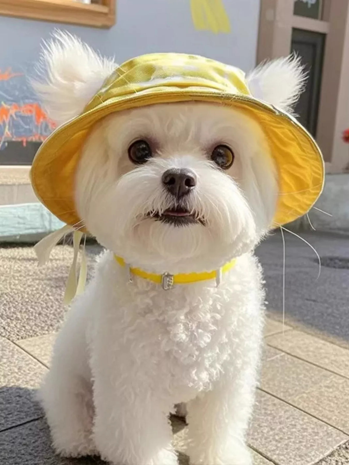 Pet Bucket Hat